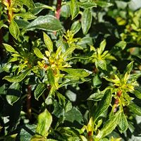 Enkianthus campanulatus 'Wallaby'